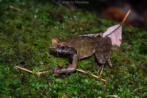 Megophrys wawuensis