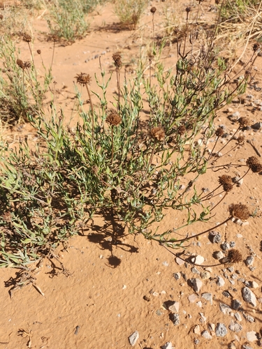 Texas blueweed