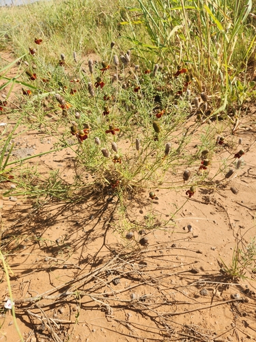 upright prairie coneflower