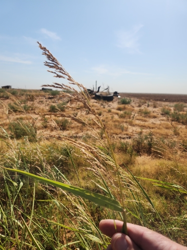 Johnson grass
