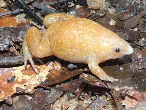 Miranda-Ribeiro's Toad (Synapturanus mirandaribeiroi) — Least Concern Amphibia