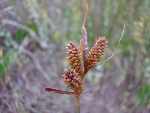 Carex vixdentata thumbnail