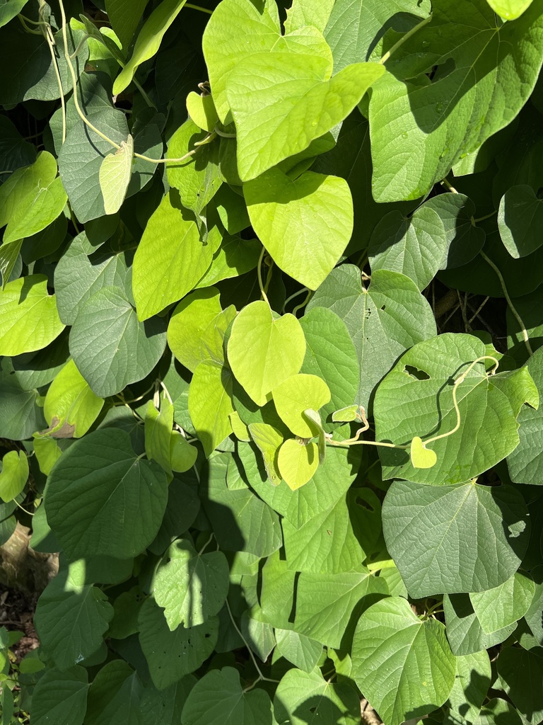 woolly Dutchman's pipe from Barley Mill Rd, Hockessin, DE, US on July ...