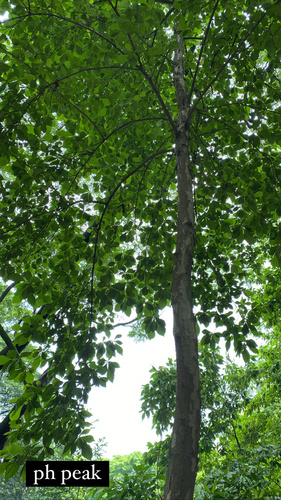 Philippine teak (Tectona philippinensis)