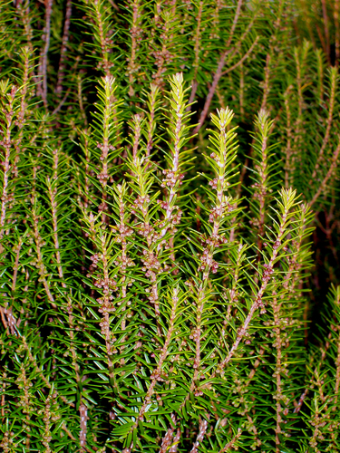 Erica platycodon (Webb & Berthel.) Rivas Mart. et al.