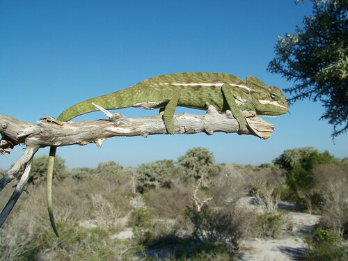 Southern Carpet Chameleon
