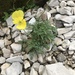 Alpine Poppy - Photo (c) yomoha, all rights reserved, uploaded by yomoha
