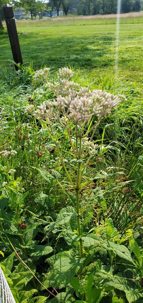 sweet Joe-Pye-weed from Piscataway, NJ 08854, USA on July 26, 2023 at ...