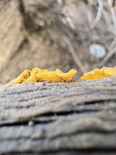 alpine jelly cone