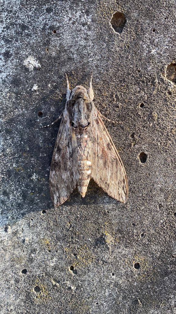 Convolvulus Hawkmoth From W Rzburg De By De On July At Pm By Marja Seipp