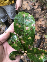 Elaeoluma glabrescens image