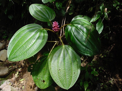Tococa platyphylla image