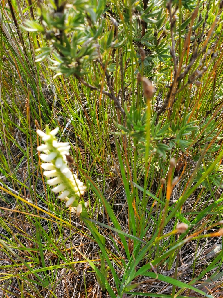 Ladies'tresses from Tobermory, ON N0H 2R0, Canada on July 25, 2023 at