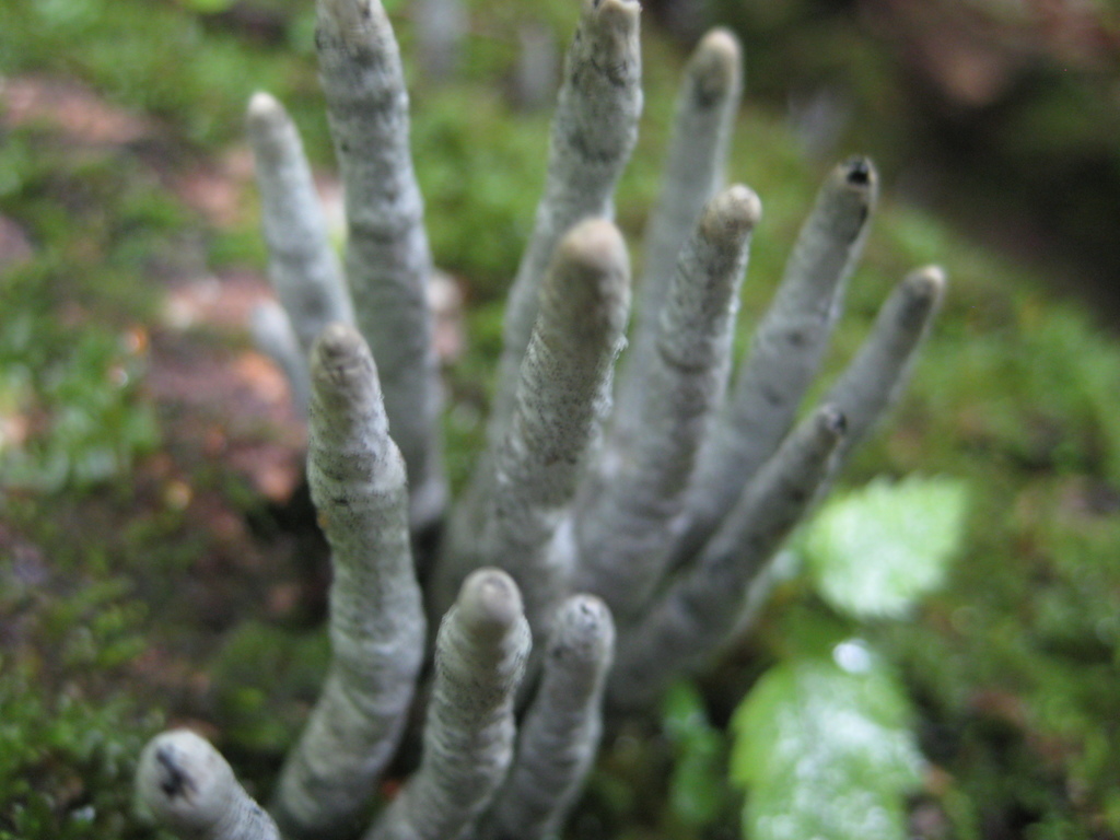 Xylaria on July 30, 2009 at 11:36 PM by Charlie Hohn. &amp;quot;Dead Man&amp;#39;s ...