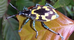 Exophthalmus nicaraguensis image