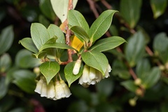 Vaccinium poasanum image