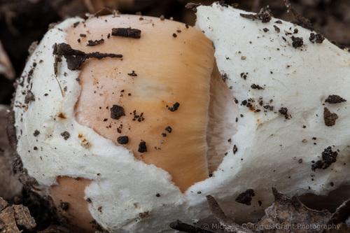 springtime amanita