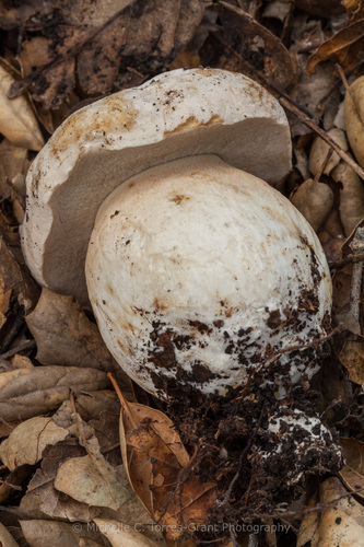 Barrow's Bolete