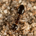 Hyatt's Carpenter Ant - Photo (c) Alice Abela, all rights reserved