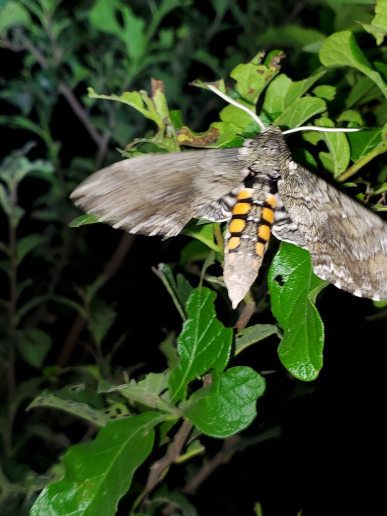 Carolina Sphinx from McAllen, TX 78503, USA on July 22, 2023 at 11:26 ...