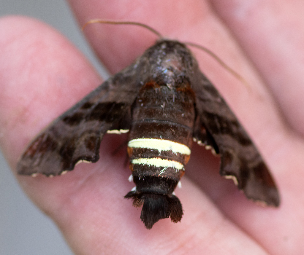 Nessus Sphinx from Fullerton Lake, Vernon Parish, LA, USA on July 26 ...