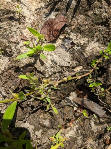 Diodia virginiana var. virginiana