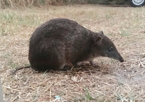Quenda