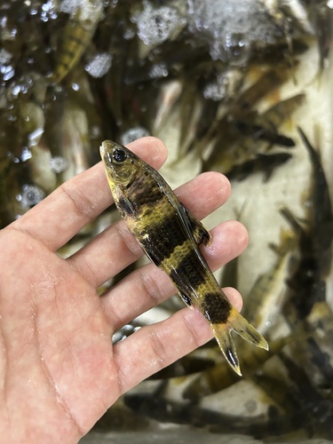 Chinese Lake Gudgeon