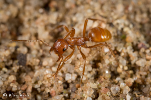 Polyergus vinosusPolyergus vinosus