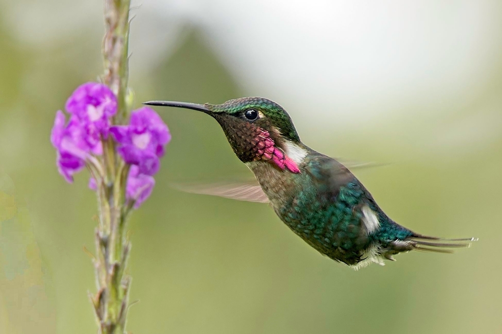 Gorgeted Woodstar photo