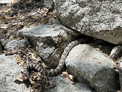 iNaturalist observation photo of Western Rattlesnake