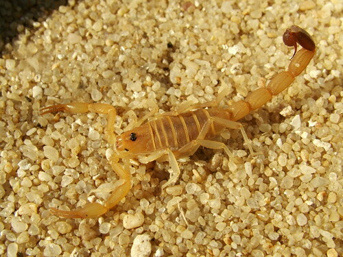 Teruelius annulatus