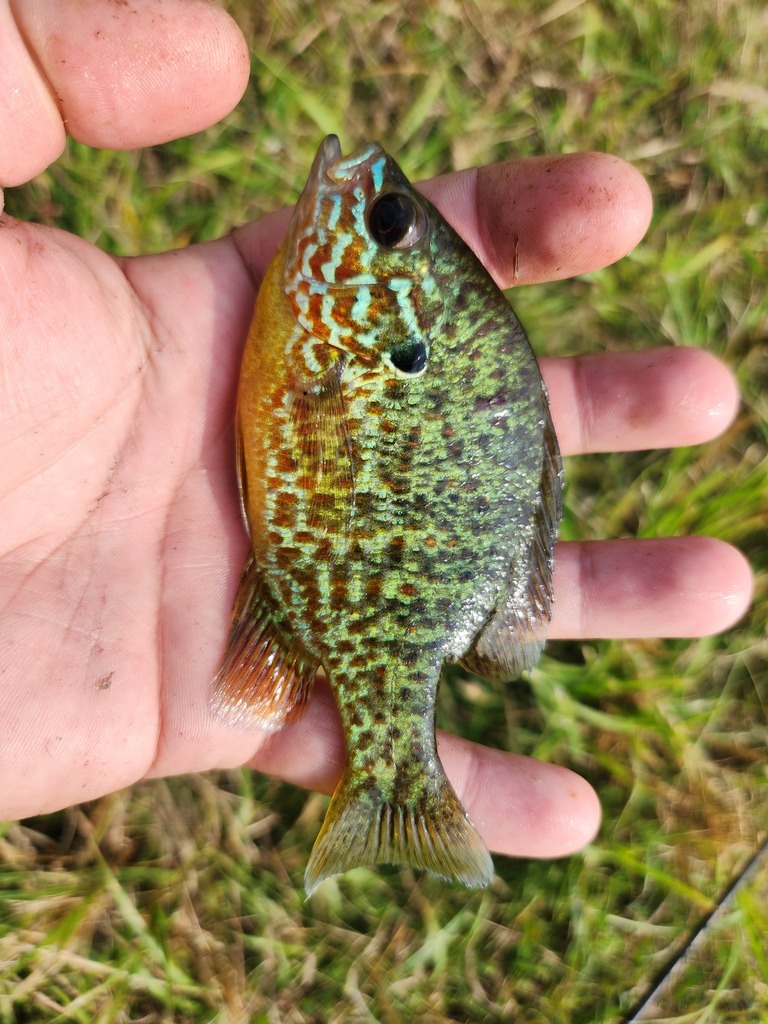 Pumpkinseed from Wood County, WI, USA on July 23, 2023 at 04:10 PM by ...