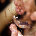 Hydroid Shrimp - Photo (c) jim-anderson, all rights reserved, uploaded by jim-anderson