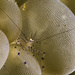 Palaemonella colemani - Photo 由 jim-anderson 所上傳的 (c) jim-anderson，保留所有權利