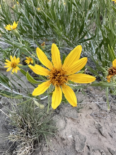 Badlands Mule-ears