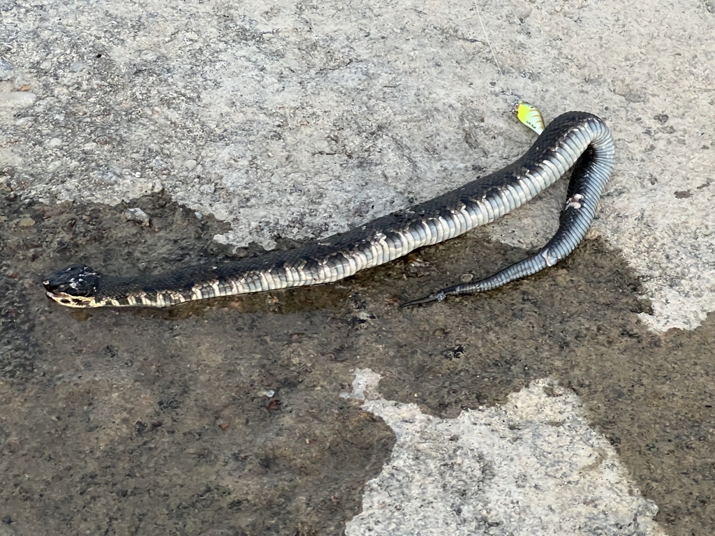 Northern Cottonmouth in July 2023 by Caleb Wright. Status deceased
