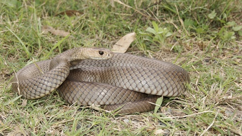 Eastern Brown Snake sighting