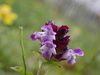 Prunella vulgaris hispida - Photo (c) Alex Lee, all rights reserved, uploaded by Alex Lee