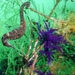 Observation photo