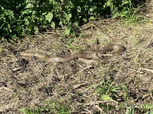 Eastern Brown Snake sighting
