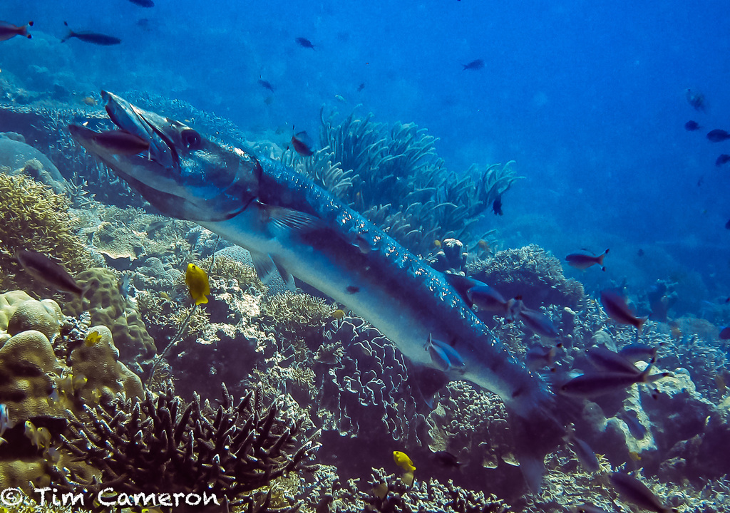 Barracuda (Great)