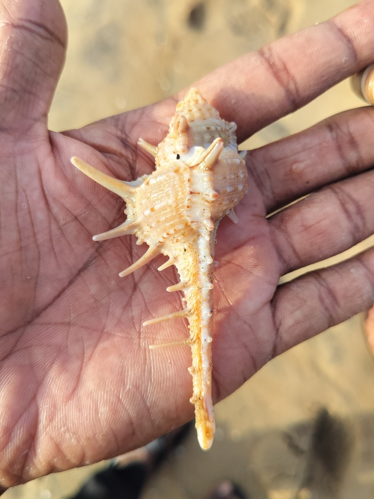 Murex carbonnieri from Akkarai Beach on July 1, 2023 at 07:37 AM by ...