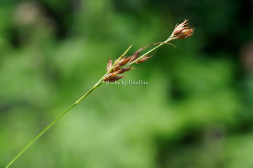 Rhynchospora chinensis