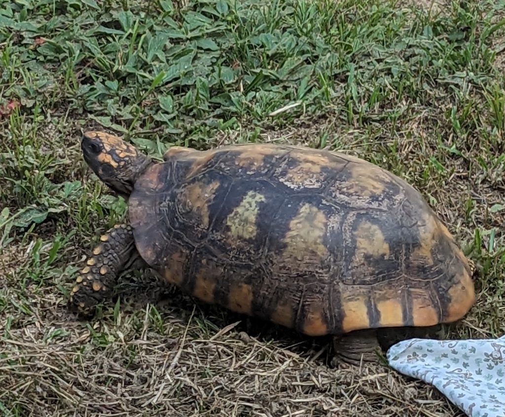 Brazilian Giant Tortoise In July 2023 By Holly Amato · Inaturalist