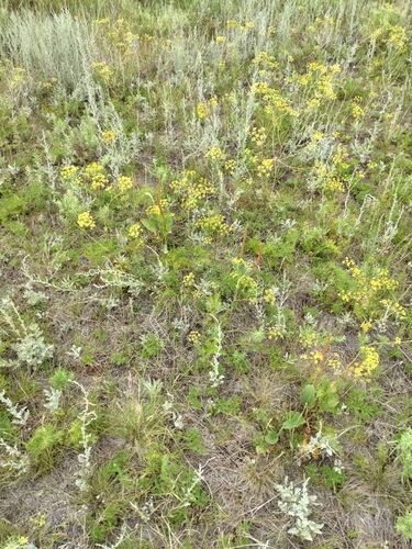 Pepper-saxifrage