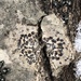 Comma Lichens - Photo (c) Owen Ridgen, all rights reserved, uploaded by Owen Ridgen