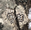 Comma Lichens - Photo (c) Owen Ridgen, all rights reserved, uploaded by Owen Ridgen