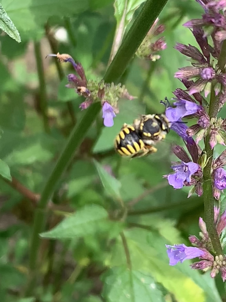 European Woolcarder Bee from Pratte Ave, Norwich, CT, US on July 24