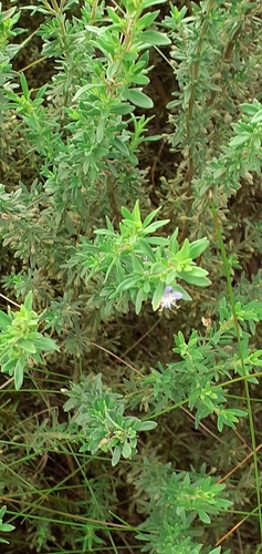 Scoparia hassleriana